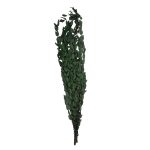 RAMAS SECAS EUCALIPTO RO-250709