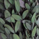 RAMAS SECAS EUCALIPTO RO-250709 - Imagen 3