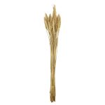 RAMAS SECAS TRIGO BEIGE RO-250721