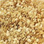 RAMAS SECAS BEIGE RO-250736 - Imagen 3