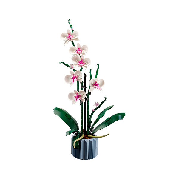 104805_1 ORQUIDEAS 10311 BOT - Imagen 1