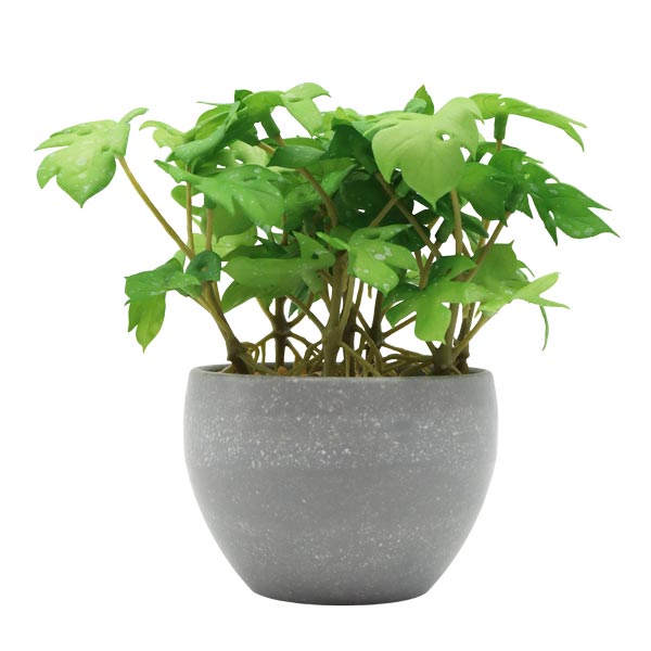 129039_1 PLANTA ARTIFICI 24UN1381 - Imagen 1