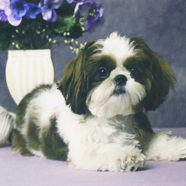 133172_1 SET DIAMOND PAINTING PERRO 30X40CM GLD61648 - Imagen 1